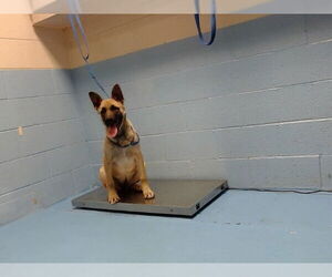 Labrador Retriever-Unknown Mix Dogs for adoption in Moreno Valley, CA, USA