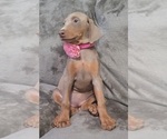 Small Photo #42 Doberman Pinscher Puppy For Sale in POMEROY, OH, USA