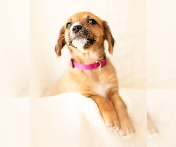 Medium Photo #6 Dachshund Puppy For Sale in Corona, CA, USA