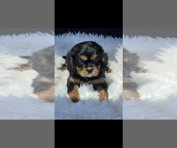 Medium Photo #2 Cavalier King Charles Spaniel Puppy For Sale in NILES, MI, USA
