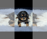 Small #1 Cavalier King Charles Spaniel