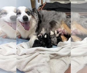 Mother of the Australian Shepherd puppies born on 07/09/2025