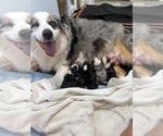 Small Photo #1 Australian Shepherd Puppy For Sale in WHITAKERS, NC, USA