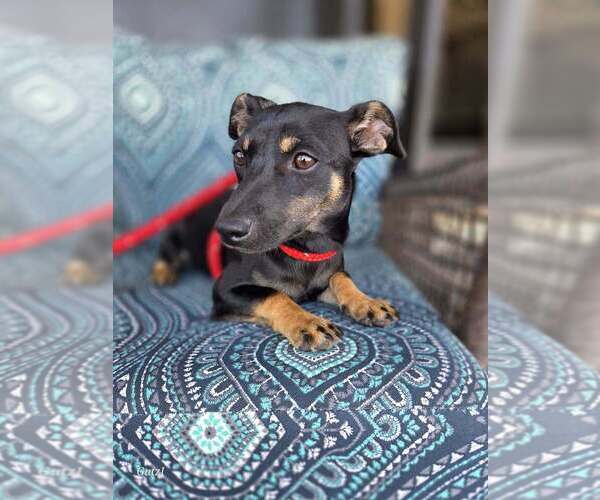 Medium Photo #1 Dachshund-Unknown Mix Puppy For Sale in Brewster, NY, USA