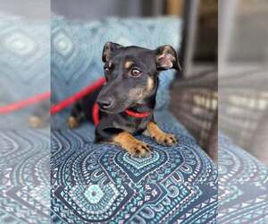 Dachshund-Unknown Mix Dogs for adoption in Brewster, NY, USA