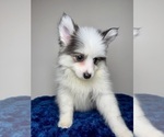 Small #10 Pomsky