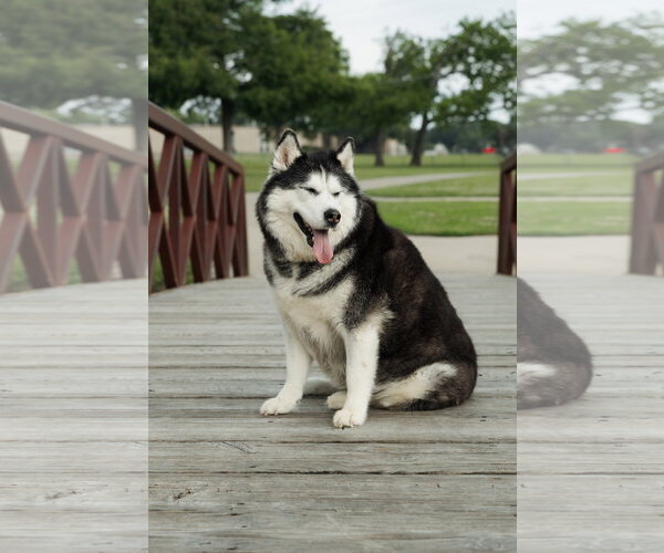 Medium Photo #4 Siberian Husky Puppy For Sale in Carrollton, TX, USA