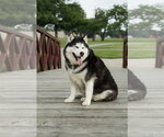 Small #3 Siberian Husky