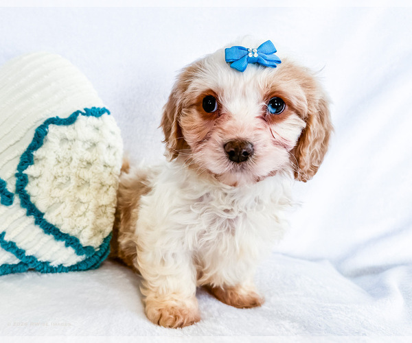 Medium Photo #1 Cavapoo (Miniature) Puppy For Sale in WAKARUSA, IN, USA