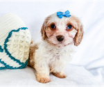 Puppy Zoee Cavapoo (Miniature)