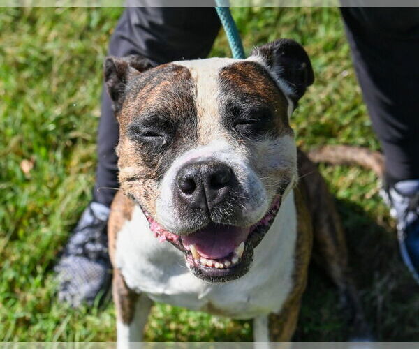 Medium Photo #5 Bullypit Puppy For Sale in Glen Allen, VA, USA