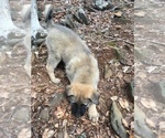 Small Photo #5 Anatolian Shepherd Puppy For Sale in STUART, VA, USA