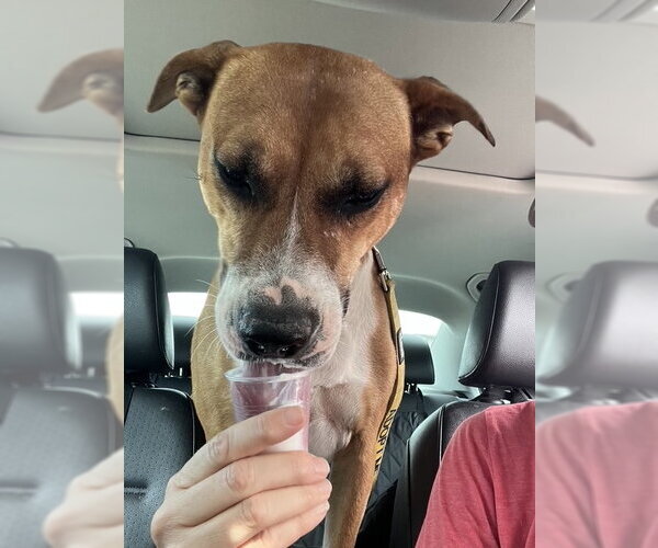Medium Photo #2 American Staffordshire Terrier-Labrador Retriever Mix Puppy For Sale in phoenix, AZ, USA