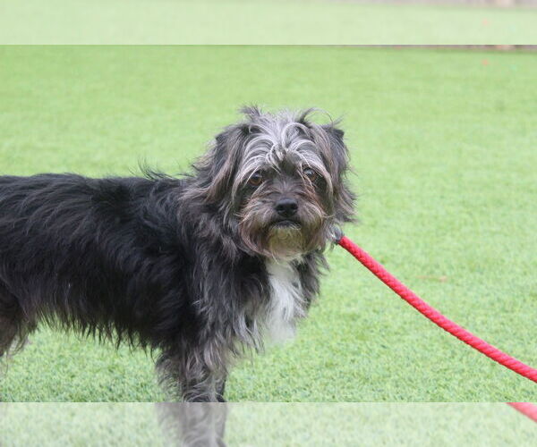 Medium Photo #3 Shih Tzu-Unknown Mix Puppy For Sale in Chestertown, MD, USA