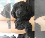 Small #5 Schnoodle (Giant)