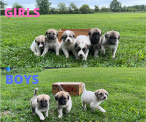 Anatolian Shepherd-Great Pyrenees Mix Puppy for sale in MUNCIE, IN, USA