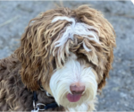 Sunny - Female Bernedoodle Dog for Adoption - Small photo