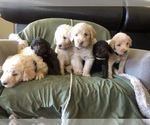 Small Photo #20 Labradoodle Puppy For Sale in JARRELL, TX, USA