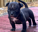 Small Photo #2 American Bully Puppy For Sale in SUNRISE, FL, USA