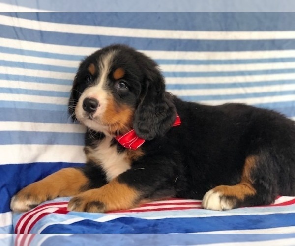 Medium Photo #3 Bernese Mountain Dog Puppy For Sale in CLAY, PA, USA