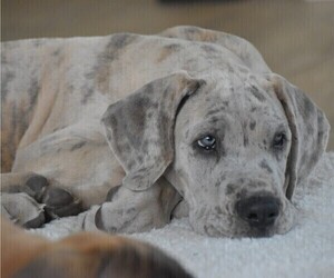 Great Dane Puppy for Sale in SANTA MARIA, California USA