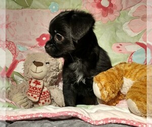 Chihuahua-Shorkie Tzu Mix Puppy for sale in KANNAPOLIS, NC, USA