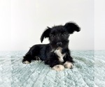 Small #2 Schnauzer (Miniature)
