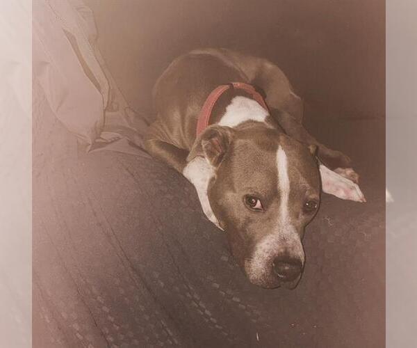Medium Photo #1 American Staffordshire Terrier-Unknown Mix Puppy For Sale in San Antonio, TX, USA