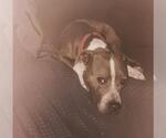 Small American Staffordshire Terrier Mix