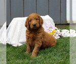 Small Photo #6 Goldendoodle-Poodle (Standard) Mix Puppy For Sale in EAST EARL, PA, USA