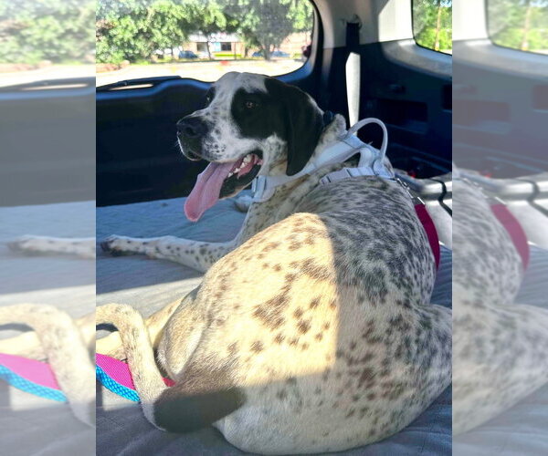 Medium Photo #3 Great Dane-Unknown Mix Puppy For Sale in Bullard, TX, USA
