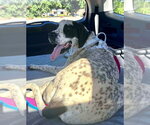 Small #2 Great Dane Mix
