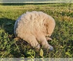 Small Photo #8 English Cream Golden Retriever Puppy For Sale in WOOSTER, OH, USA