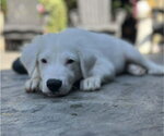 Small #3 Mutt