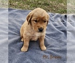 Small Photo #2 Golden Retriever Puppy For Sale in MORRILL, KS, USA