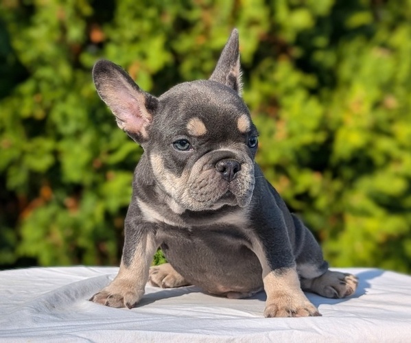 Medium Photo #9 French Bulldog Puppy For Sale in GOSHEN, IN, USA
