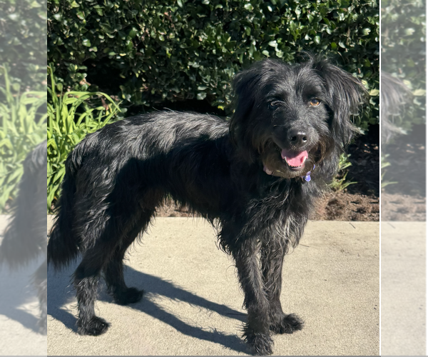 Medium Photo #1 Poodle (Miniature)-Unknown Mix Puppy For Sale in Newport Beach, CA, USA