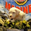 Small Photo #106 Dogo Argentino Puppy For Sale in JANE, MO, USA