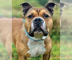 Small #1 American Bulldog