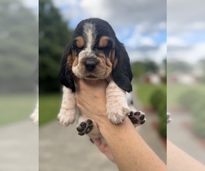 Basset Hound Puppy for sale in DALTON, GA, USA