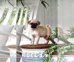 Puppy Fifi Pug
