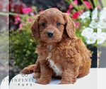 Small #2 Goldendoodle (Miniature)