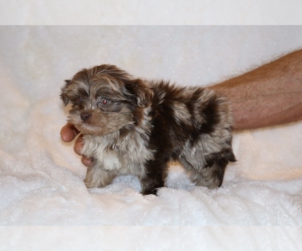 Medium Photo #16 Shih Tzu Puppy For Sale in DYERSBURG, TN, USA