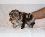 Small #15 Shih Tzu