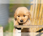 Small Photo #2 Golden Retriever Puppy For Sale in JONES, MI, USA