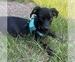 Small Photo #3 Bulldog-Labrador Retriever Mix Puppy For Sale in Tarrytown, GA, USA
