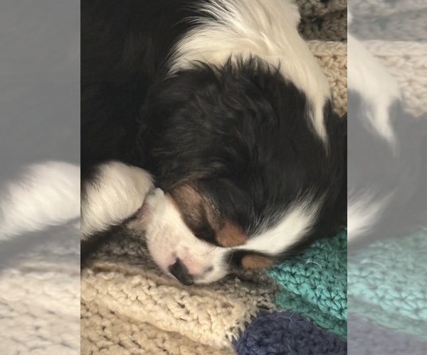 Medium Photo #7 Cavachon Puppy For Sale in OLYMPIA, WA, USA