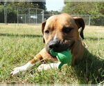Small #2 Boxer Mix
