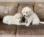 Small Photo #3 Great Pyrenees Puppy For Sale in BLACK FOREST, CO, USA