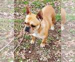 Small Photo #1 French Bulldog Puppy For Sale in CROSWELL, MI, USA